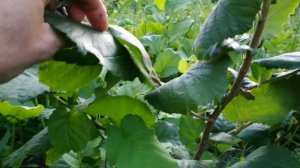 Фундук сорт Долинский первые орешки.