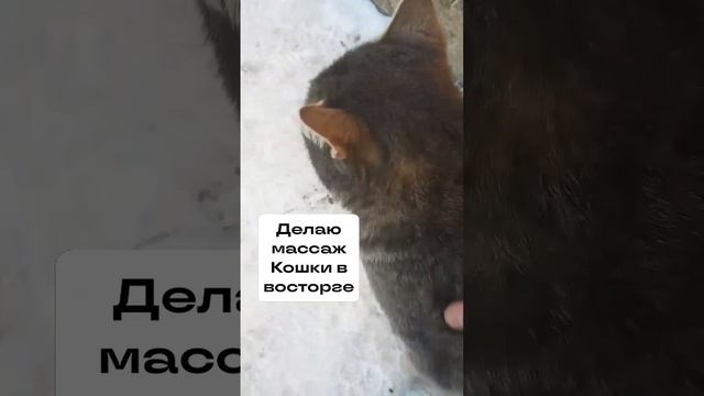 ДЕЛАЮ МАССАЖ КОШКЕ