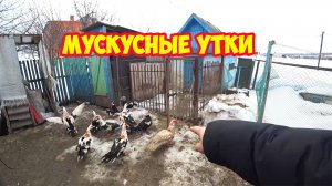 Мускусные утки. Метим уток краской