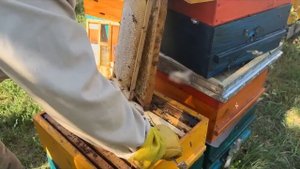 ВЫВОД И ЗАМЕНА СТАРОЙ МАТКИ НА НОВУЮ Уникальный многокорпусной улей