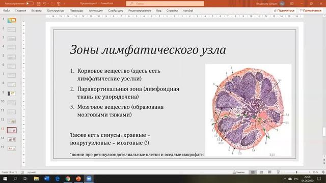 Органы кроветворения и иммунной защиты. Гистология лимфатической системы смотреть онлайн