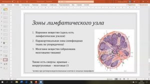 Органы кроветворения и иммунной защиты. Гистология лимфатической системы