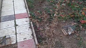 Ловля щегла на западок и орнитологическую сеть.