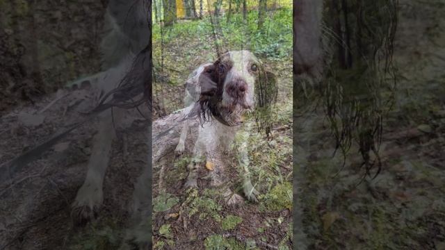 Русский охотничий спаниель #spaniel #спаниель #собака смотреть онлайн