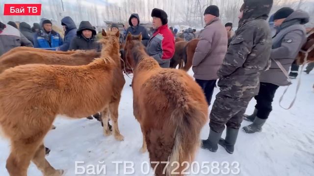 ЖЫЛКЫ БЭЭ БАЙТАЛ ТАЙ БААЛАРЫ  #байтв