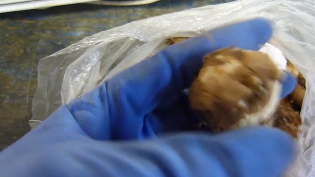 Получила луковичные ((Обзор. смотреть онлайн