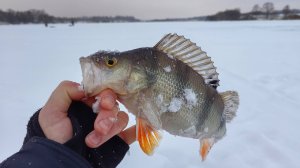 ВОТ ЭТО ПОКЛЁВКА!!! Чуть не оставила брата без удочки!