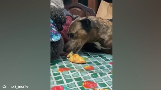 Забавные животные