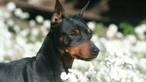 Хроники Стаи в реальной жизни