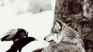 Черным вороном летит (автор муз.сл.Вячеслав Безверхних).Песни СВО.Военные песни.