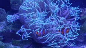 Актиния Macrodactyla doreensis