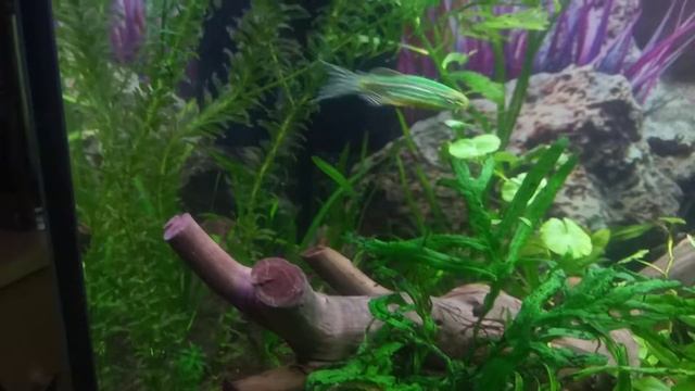 мой аквариум 100 л. смотреть онлайн