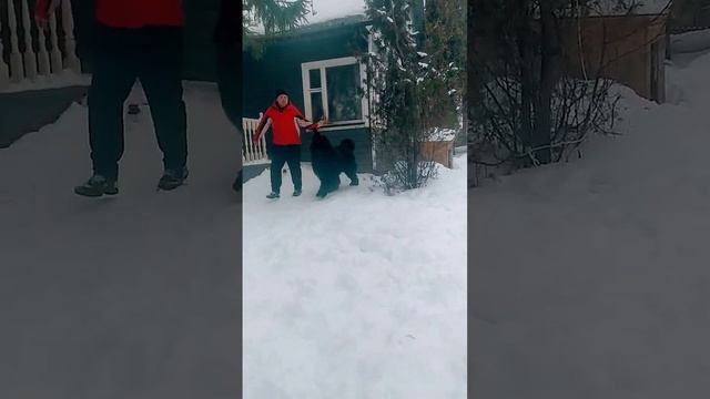 НьюфаундлендВодолазИграет с хозяином