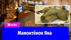 В Якутии учёные исследуют останки мамонтёнка Яны