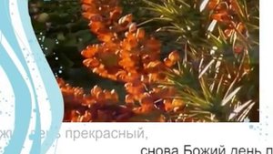 'Утром в небе звезды гаснут'