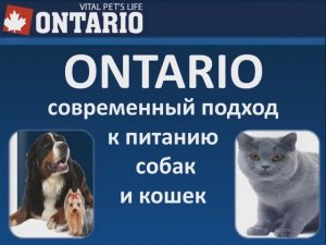 Презентация корма Ontario