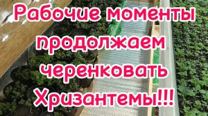 🌿Продолжаем черенковать Хризантемы ,Мультифлора,Корейская, рабочие моменты!!!🌿