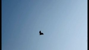 Бэе бэеэ гамная