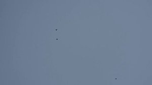 Голуби небольшая командировка