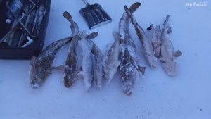 Иртыш зимняя рыбалка на жерлицы налима и щуку. База Надцы. Лучшая моя выездная рыбалка. 45й РыбаК