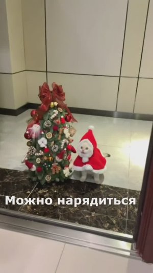 Новогодние коты 🎄😺