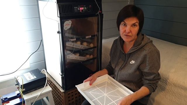 Совместная инкубация индейки и перепела. Интересный итог. Что будет с инкубатором - отключили свет? смотреть онлайн