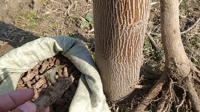 Павловния Дарахти🌴Илдиз Томирлари Тошкент Вилояти ☎️+99890-810-18-70 смотреть онлайн