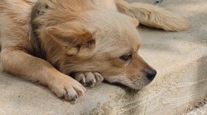 Милый и красивый песик Максик! Маленькая собака сидит на цепи и несет службу!