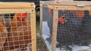 Голуби  цены Птичий рынок г Пятигорск -ч3