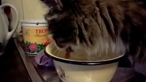 Кот пьет воду, замедленное видео