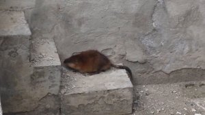 крысы атакуют людей