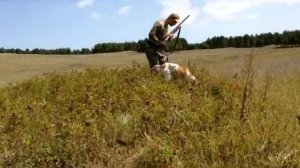 охота на перепел с поинтерам