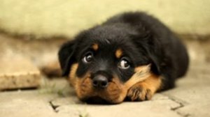 Канги-Собака