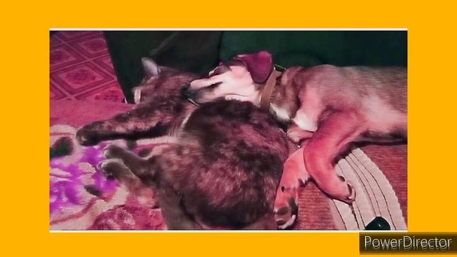 ЛЮБОВЬ ПОБЕДИТ ВСЕ ПРОБЛЕМЫ И БЕДЫ смотреть онлайн