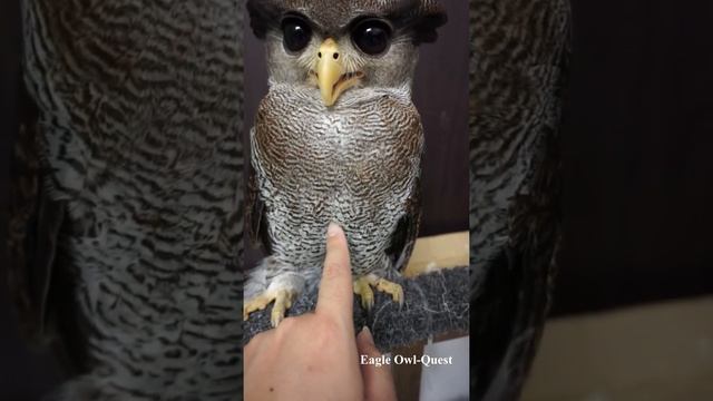 Poking an Eagle Owl (Tora) フクロウ ワシミミズク сова сыч филин 雕鸮 猫头鹰 올빼미목 Burung Hantu