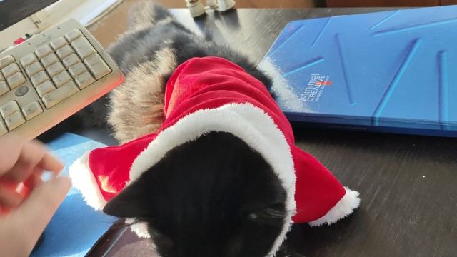 VID_20241224_090919