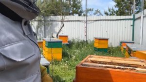 УНИКАЛЬНЫЙ МЕТОД ВЫВОДА ПЧЕЛИНЫХ МАТОК ДИАФРАГМА ДЮКАРЕВЫХ