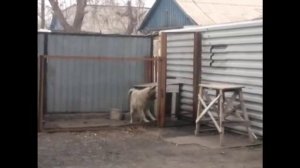 Собака танцевака "Модерн Токинг"- Смотреть Всем!!