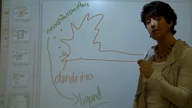 Example of Ligand Gated Channels - Nerve Impulses смотреть онлайн