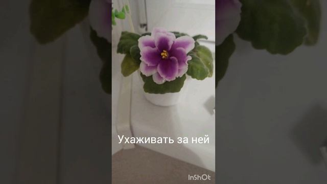 Что случилось с фиалкой?