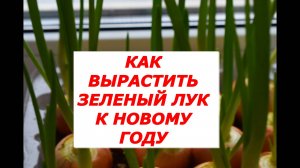 Лук на перо. Выгонка.Три варианта.
