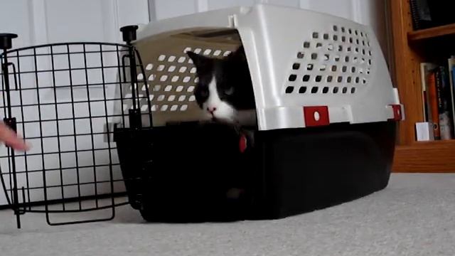 SpreeCarrier смотреть онлайн