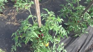 Томат Подсинеевский ранний поспел у меня первым!
