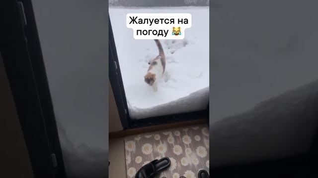 Даже кот недоволен