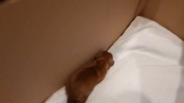 Бордоский дог. Рожаем🤗 Детки Мерлин, первый малыш! смотреть онлайн