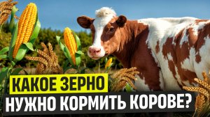 Какое зерно нужно кормить корове?