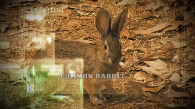 YUKON PHOTON RABBIT PEST CONTROL