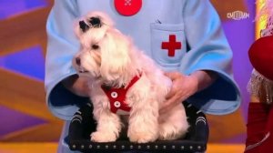 Визит к доктору.  Говорящая собака. Чревовещание