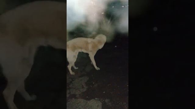 Волкодав босс смотреть онлайн