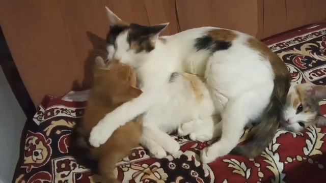 Наши домашние любимцы все в кучу